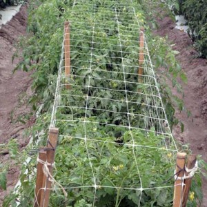 Plant support net