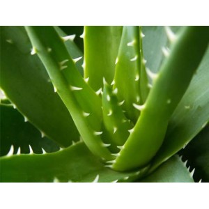 Granular Compound Seasoning--Aloe