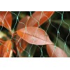Anti bird net