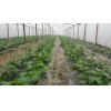 Cucumber net