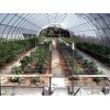 Plant trellis netting