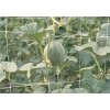 Plant support net